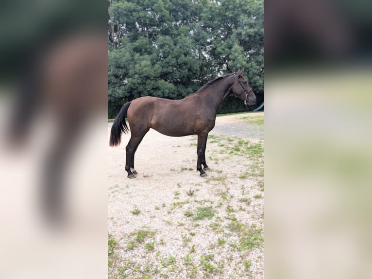 PRE Mix Mare 2 years 15,3 hh Black in CAUMONT