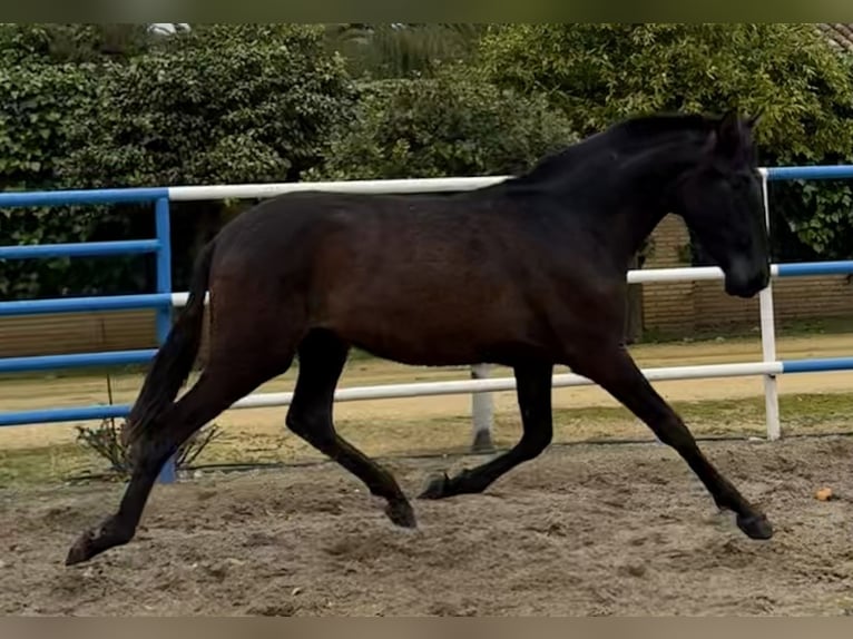 PRE Mare 2 years 16.1 hh Grey in Fuentes De Andalucia