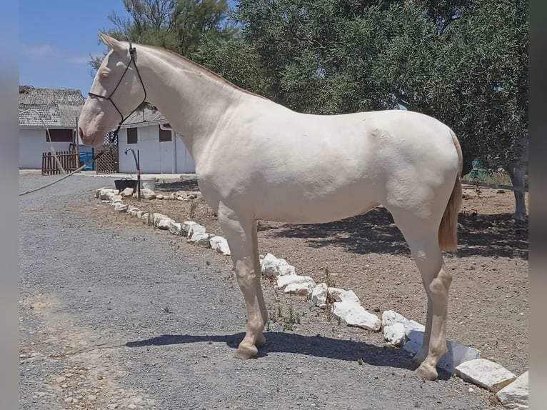 PRE Mare 2 years 16,1 hh Perlino in Trebujena