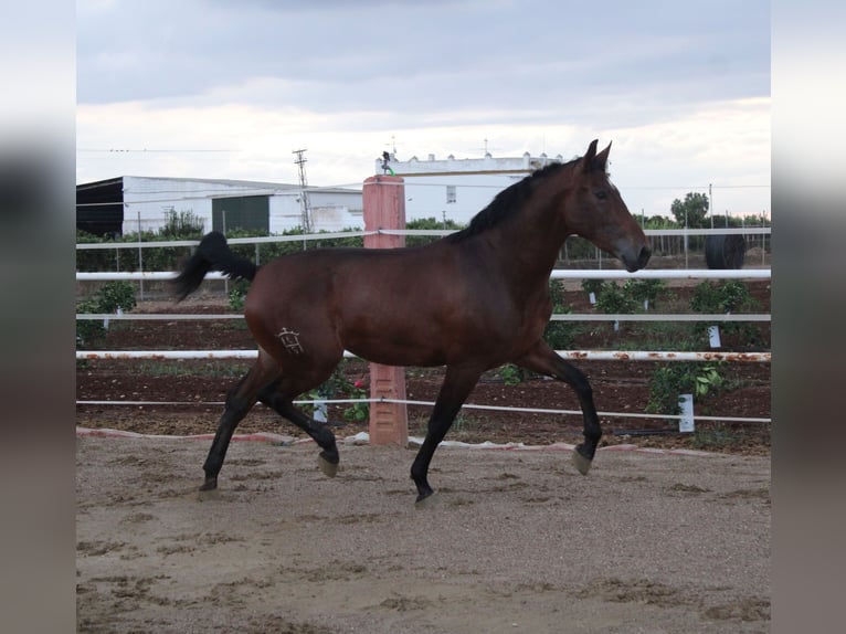 PRE Mare 2 years 16,2 hh Brown in Los Rosales
