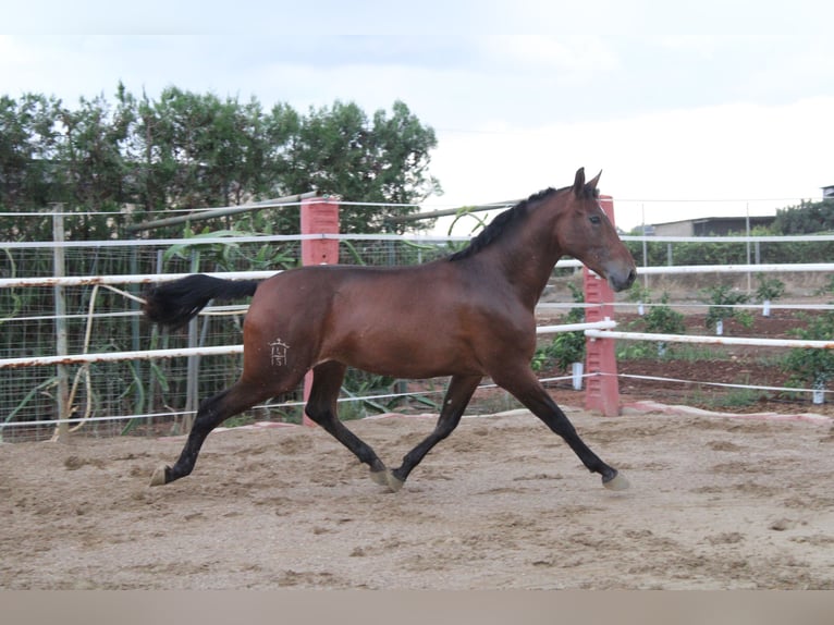 PRE Mare 2 years 16,2 hh Brown in Los Rosales