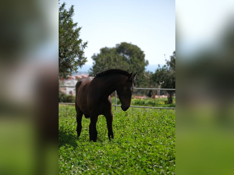 PRE Mix Mare 2 years 16 hh Bay-Dark in Hamburg
