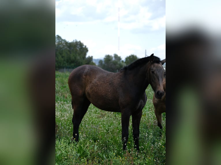 PRE Mix Mare 2 years 16 hh Bay-Dark in Hamburg