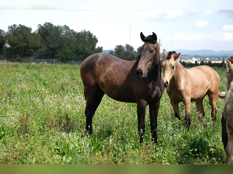 PRE Mix Mare 2 years 16 hh Bay-Dark in Hamburg