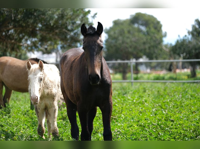 PRE Mix Mare 2 years 16 hh Bay-Dark in Hamburg