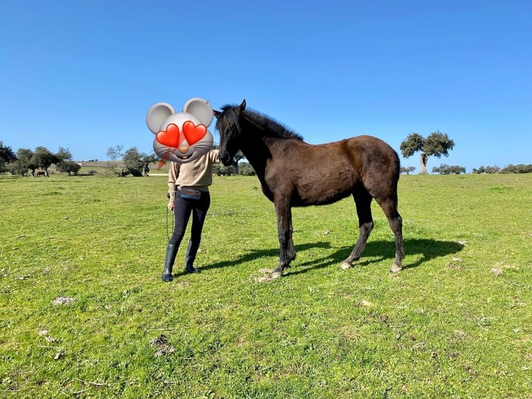 PRE Mix Mare 2 years 16 hh Black in Fuente Obejuna