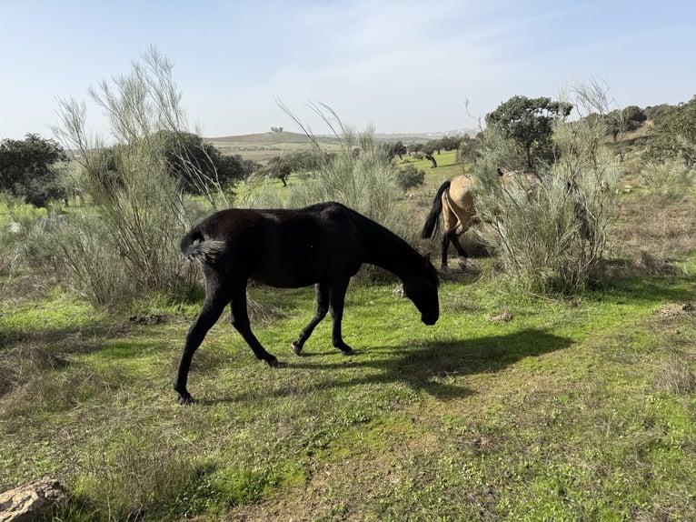 PRE Mix Mare 2 years 16 hh Black in Fuente Obejuna