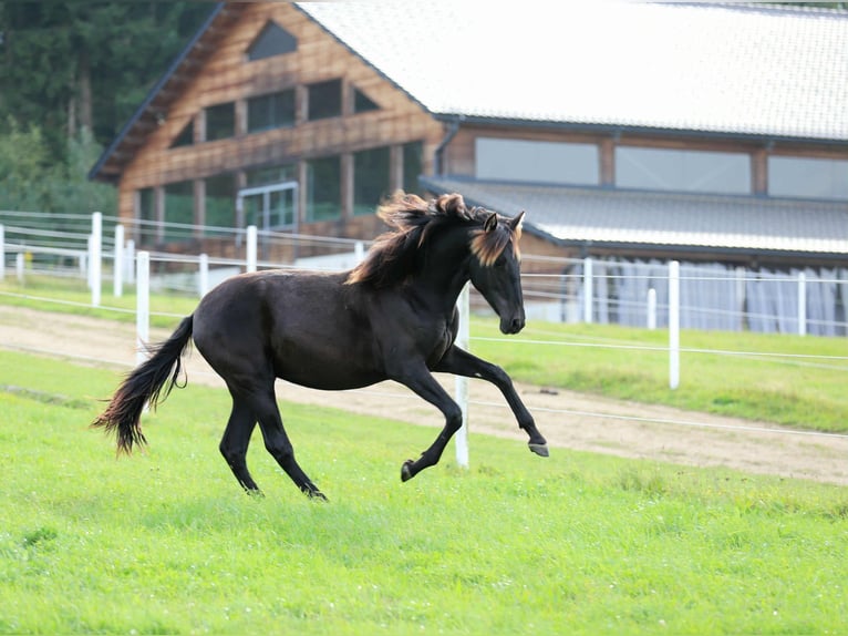 PRE Mare 2 years 16 hh Black in Kefermarkt