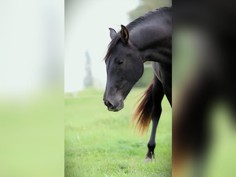 PRE Mix Mare 2 years 16 hh Black in Kefermarkt