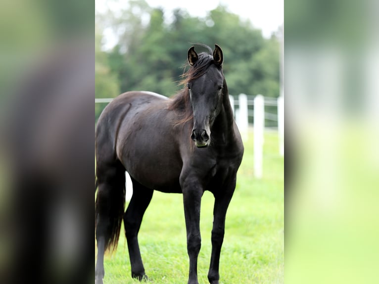 PRE Mix Mare 2 years 16 hh Black in Kefermarkt