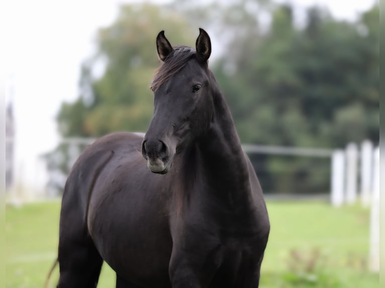 PRE Mix Mare 2 years 16 hh Black in Kefermarkt