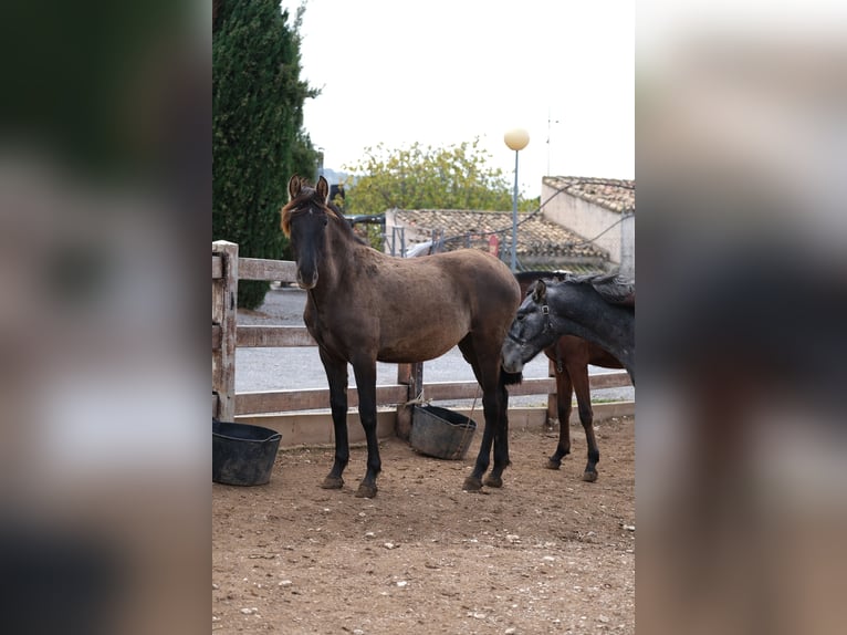 PRE Mix Mare 2 years 16 hh Black in Hamburg