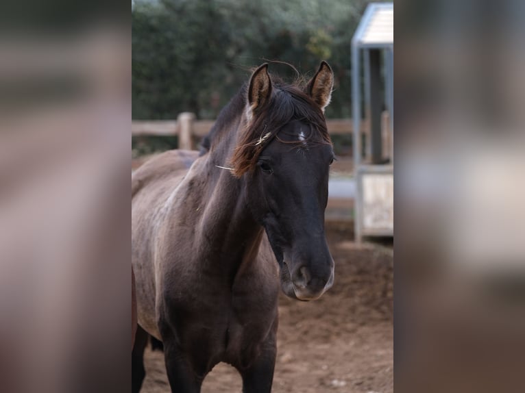 PRE Mix Mare 2 years 16 hh Black in Hamburg