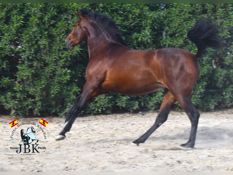 PRE Mix Mare 2 years 16 hh Brown in Tabernas Almeria