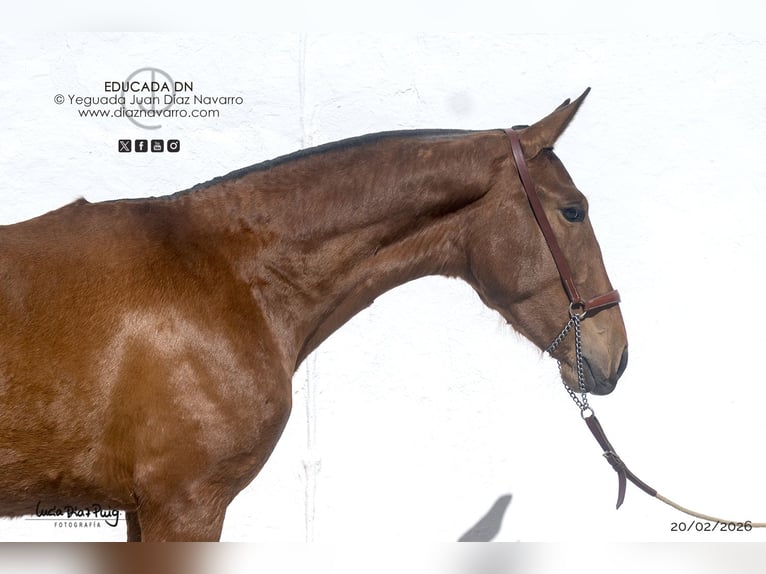 PRE Mare 2 years 16 hh Brown-Light in Arjona