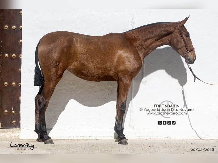PRE Mare 2 years 16 hh Brown-Light in Arjona