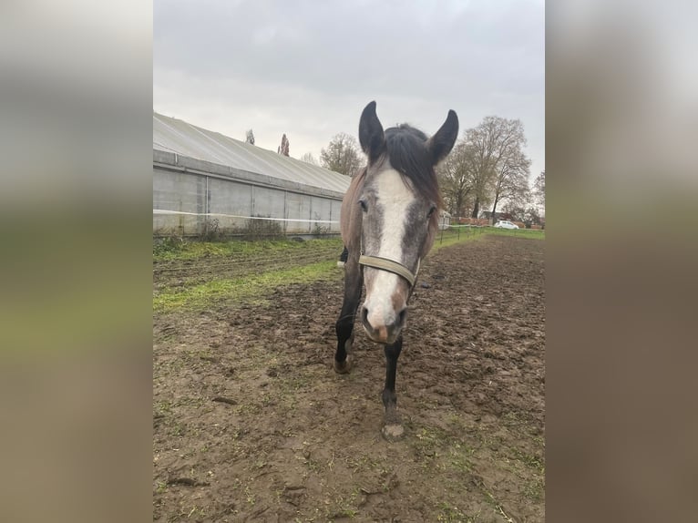 PRE Mare 2 years 16 hh Can be white in Setzingen