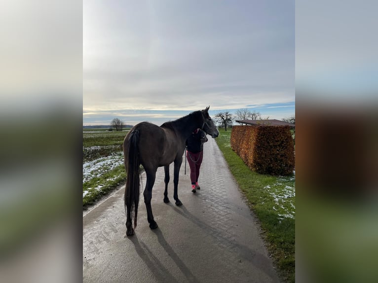 PRE Mare 2 years 16 hh Can be white in Setzingen