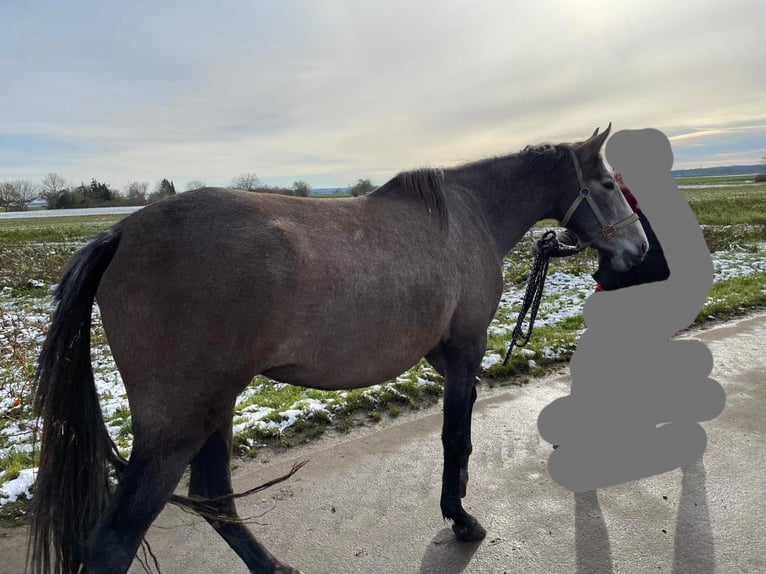 PRE Mare 2 years 16 hh Can be white in Setzingen