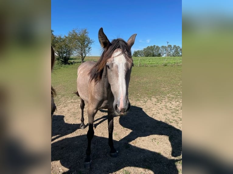 PRE Mare 2 years 16 hh Can be white in Setzingen