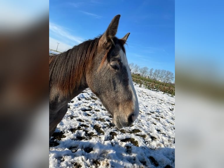 PRE Mare 2 years 16 hh Can be white in Setzingen