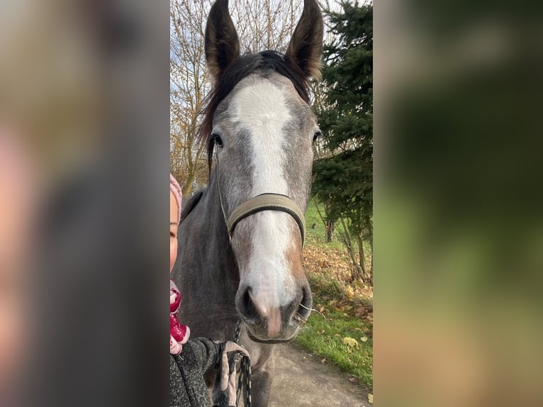 PRE Mare 2 years 16 hh Can be white in Setzingen