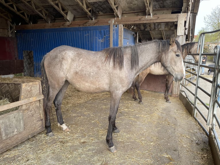 PRE Mare 2 years 16 hh Can be white in Langenau