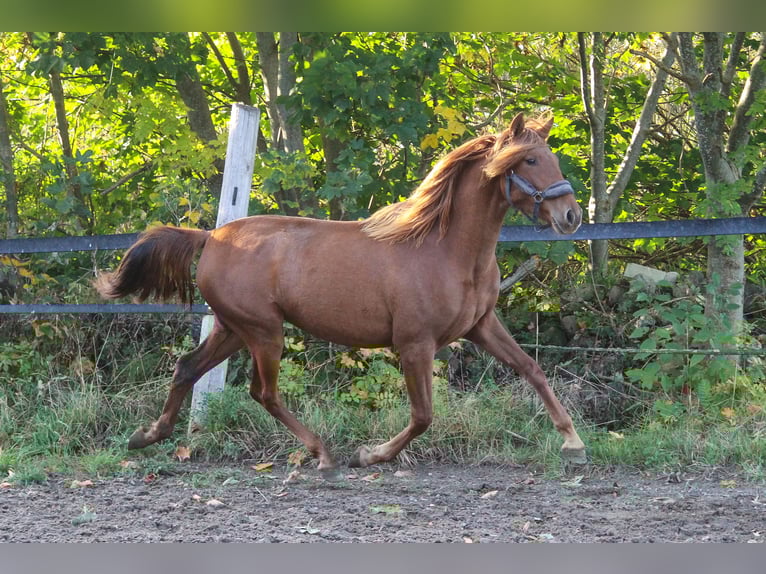 PRE Mix Mare 2 years 16 hh Chestnut-Red in Wremen