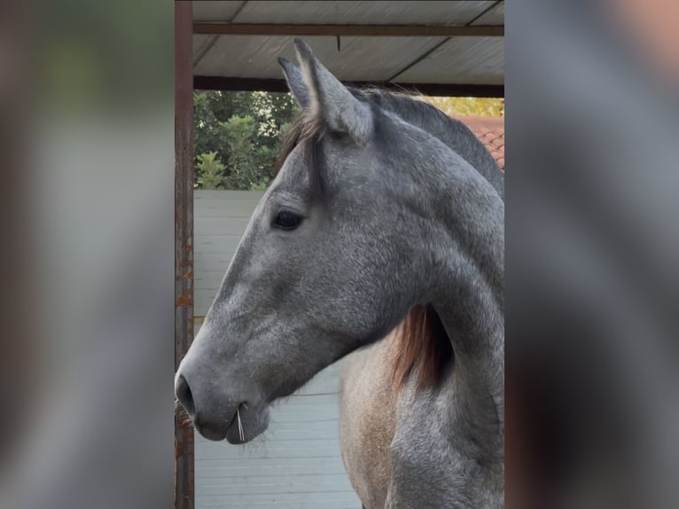 PRE Mare 2 years 16 hh in Valencia PRE Mare 2 years 16 hh in Valencia