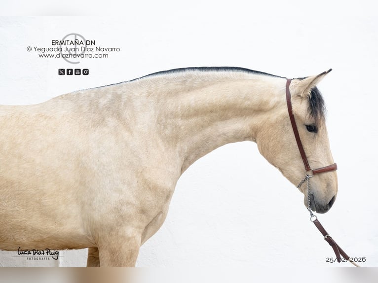 PRE Mare 2 years 16 hh Dun in Arjona