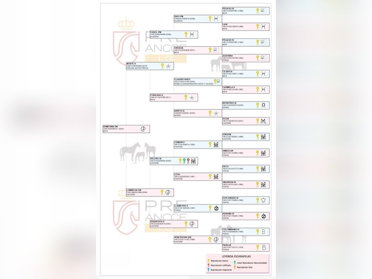 PRE Mare 2 years 16 hh Dun in Arjona