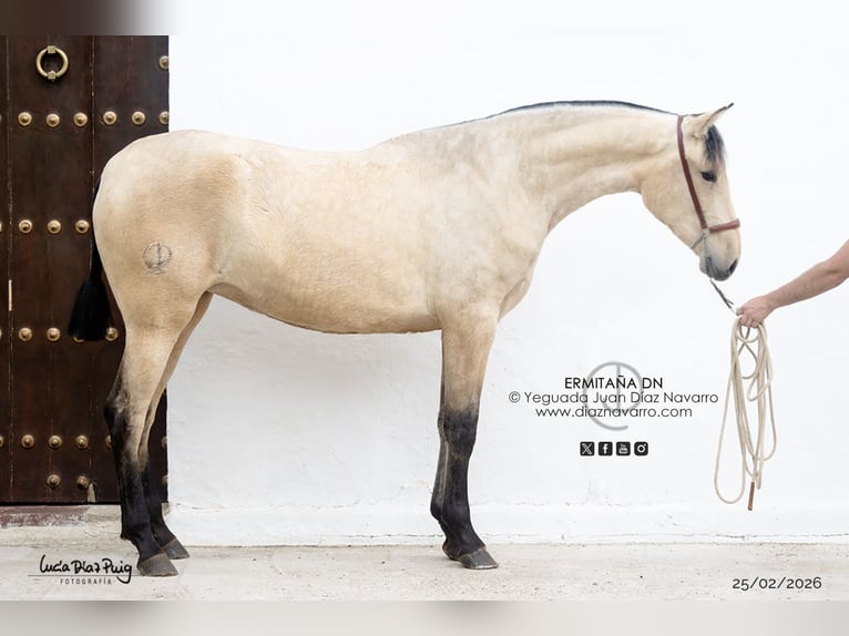 PRE Mare 2 years 16 hh Dun in Arjona