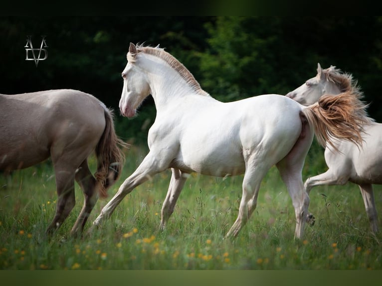 PRE Mare 2 years 16 hh Dun in LA VESPIÈRE