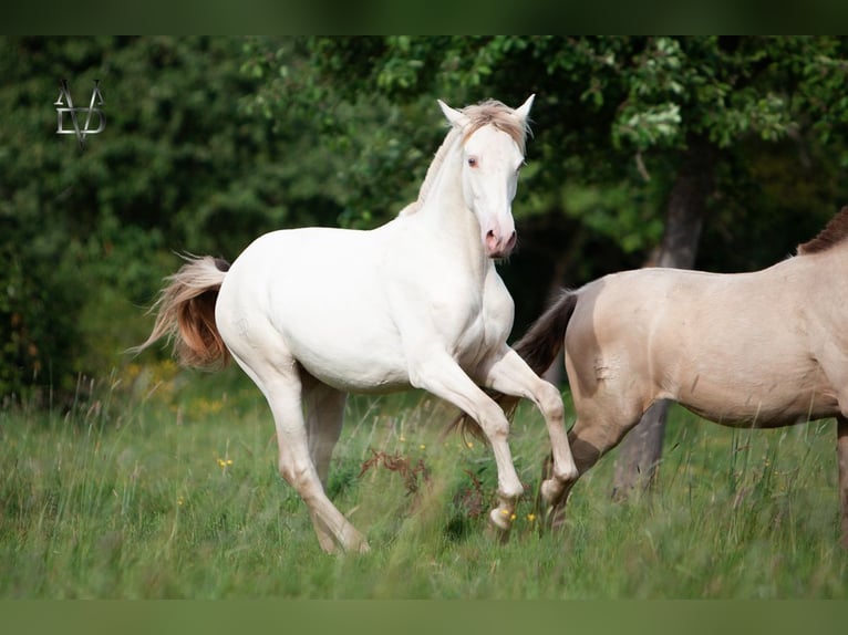 PRE Mare 2 years 16 hh Dun in LA VESPIÈRE