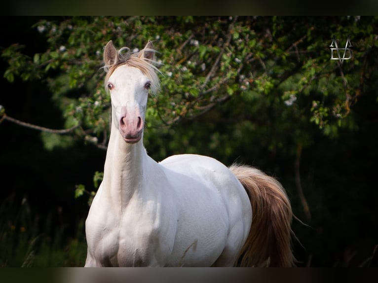 PRE Mare 2 years 16 hh Dun in LA VESPIÈRE