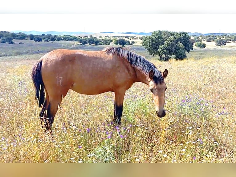 PRE Mare 2 years 16 hh Dun in Cabezarrubias Del Puerto