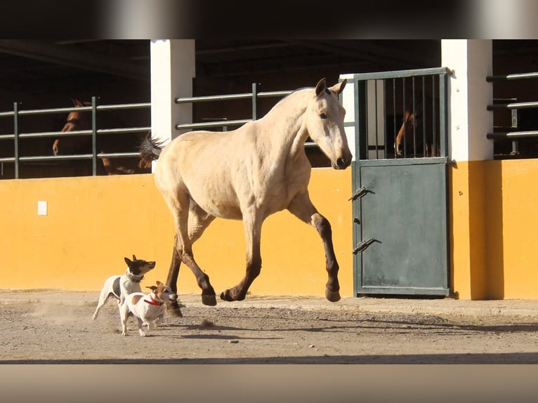 PRE Mix Mare 2 years 16 hh Dun in Hamburg