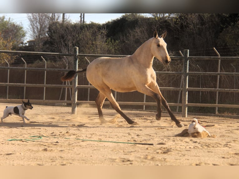 PRE Mix Mare 2 years 16 hh Dun in Hamburg