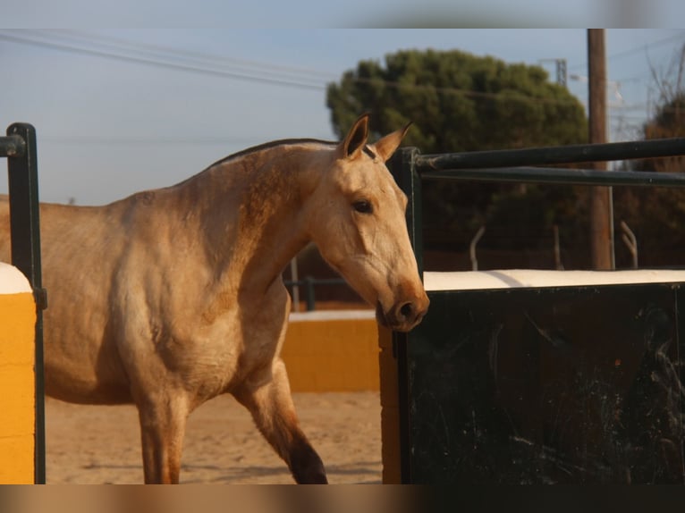 PRE Mix Mare 2 years 16 hh Dun in Hamburg