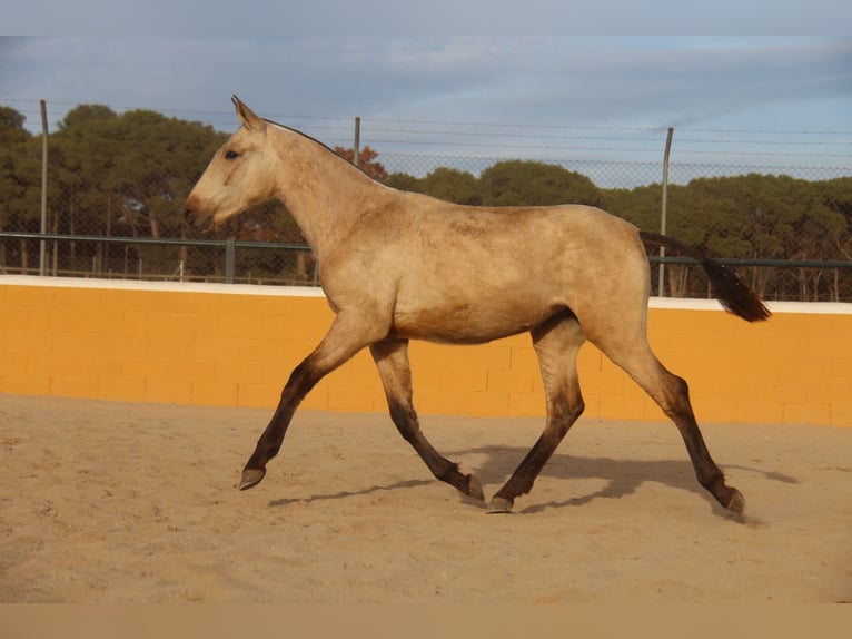 PRE Mix Mare 2 years 16 hh Dun in Hamburg