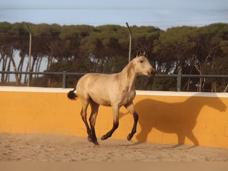 PRE Mix Mare 2 years 16 hh Dun in Hamburg