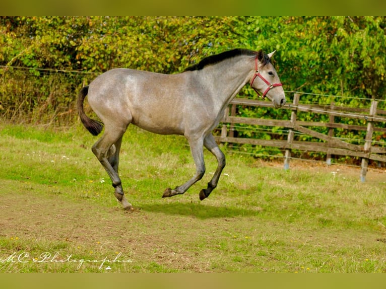 PRE Mare 2 years 16 hh Gray in Brandis