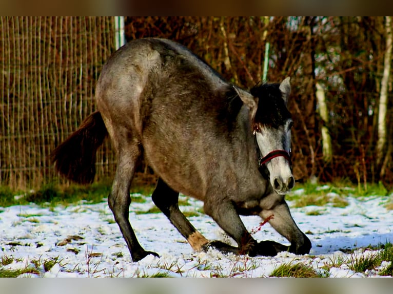 PRE Mare 2 years 16 hh Gray in Brandis