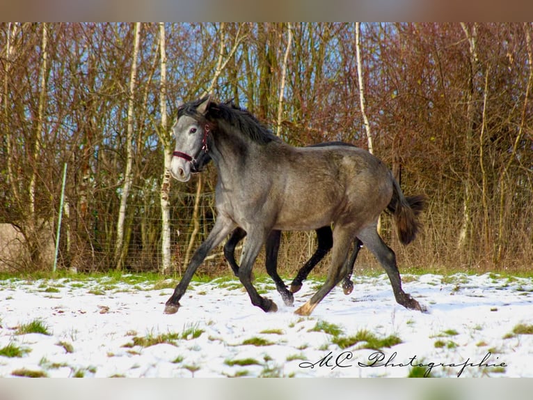 PRE Mare 2 years 16 hh Gray in Brandis