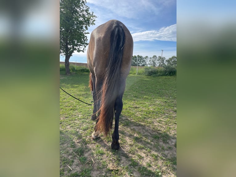 PRE Mix Mare 2 years 16 hh Gray in Bibertal