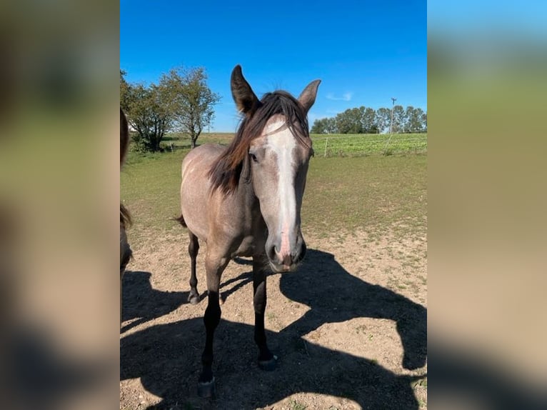 PRE Mix Mare 2 years 16 hh Gray in Bibertal