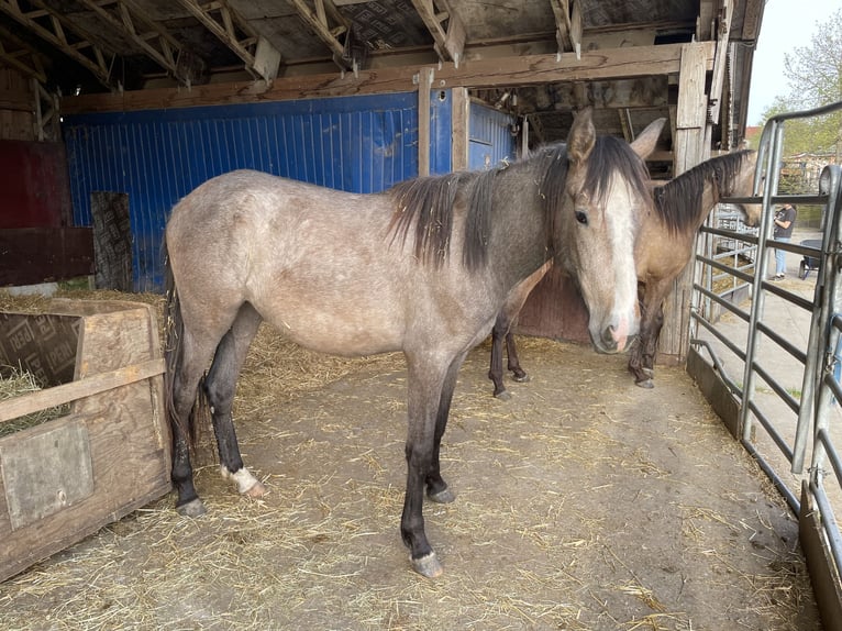 PRE Mix Mare 2 years 16 hh Gray in Bibertal