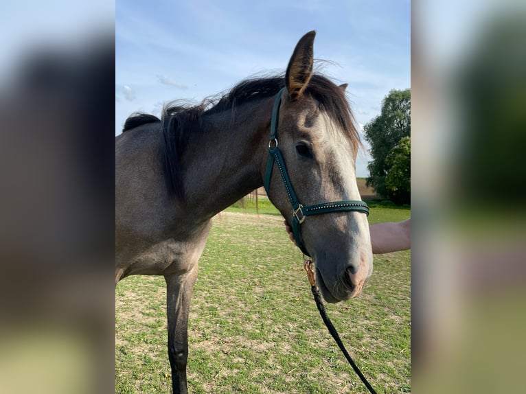 PRE Mix Mare 2 years 16 hh Gray in Bibertal