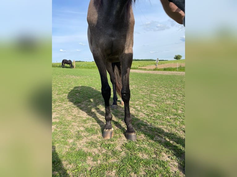 PRE Mix Mare 2 years 16 hh Gray in Bibertal