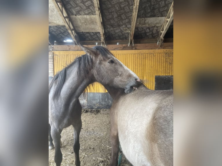 PRE Mix Mare 2 years 16 hh Gray in Bibertal